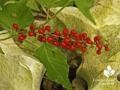 Pigeonberry berries