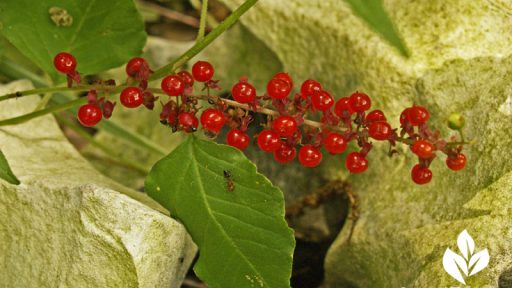 Pigeonberry berries