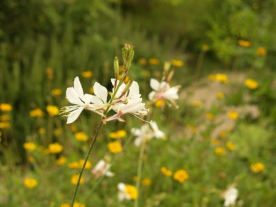 Gaura Lindheimeri