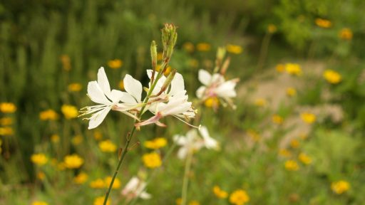 gaura