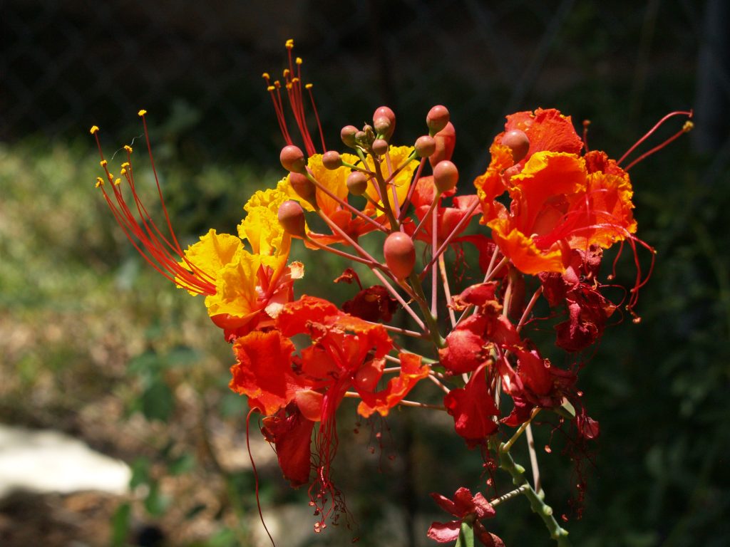 Pride of Barbados | Central Texas Gardener