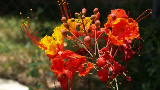 pride of barbados