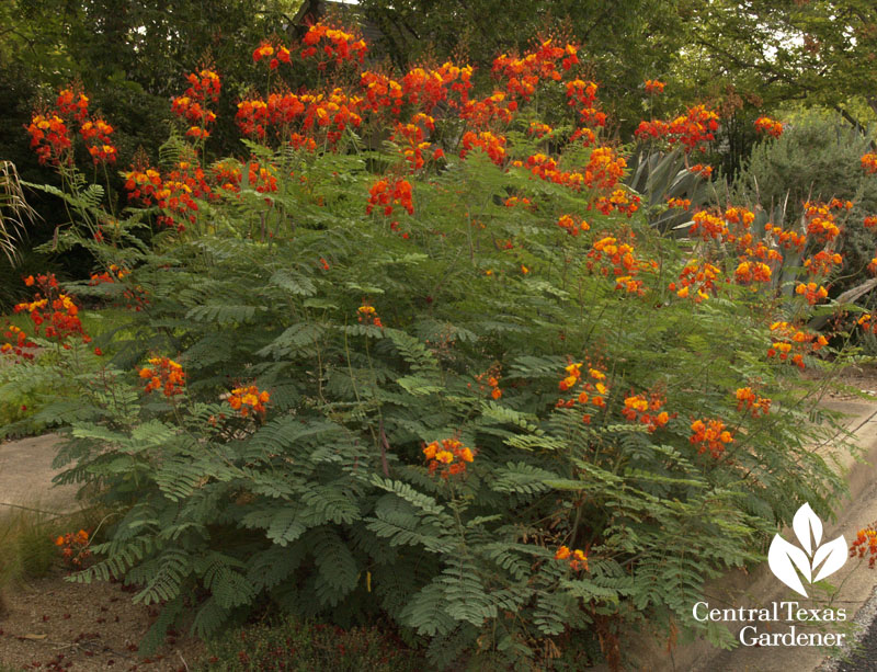 Pride of Barbados (Caesalpinia pulcherrima)