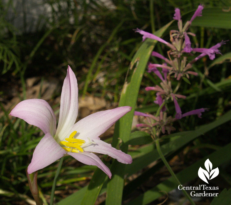 Rain lily Habranthus robustus with Agastache 'Tutti-Frutti'