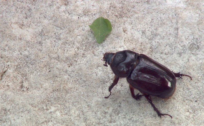 ox or elephant beetle adult