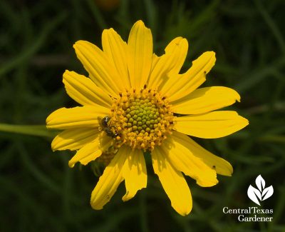 Skeleton-leaf goldeneye daisy