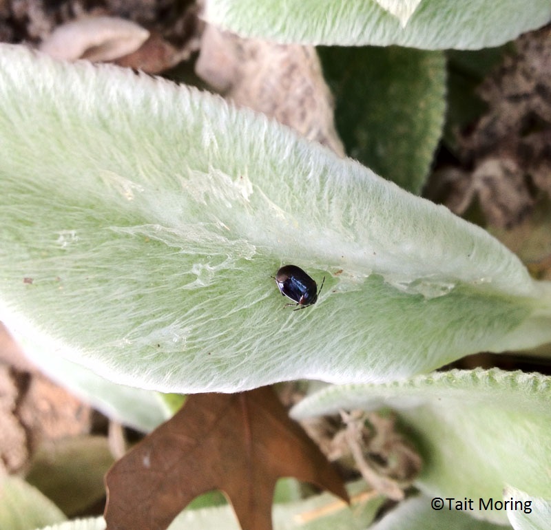 White-Margined Burrower Bug (Sehirus cinctus) on lamb's ears