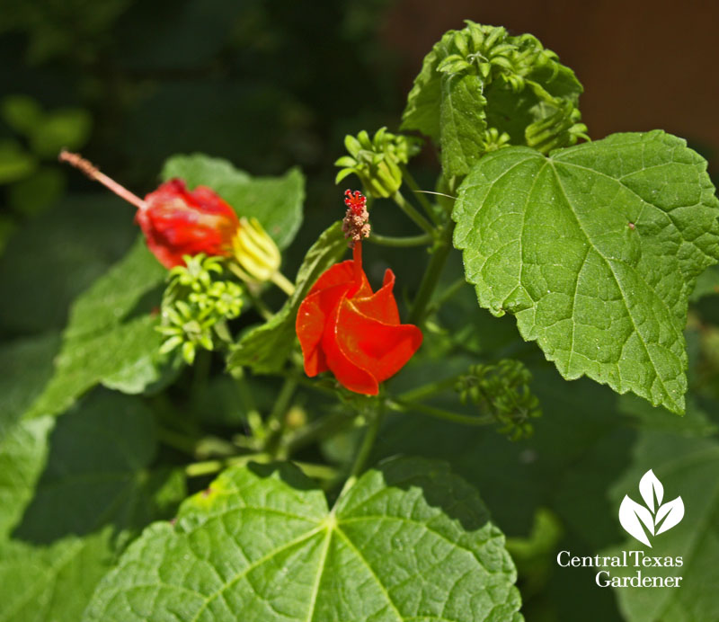 Turk's cap Malvaviscus arboreus var. drummondii