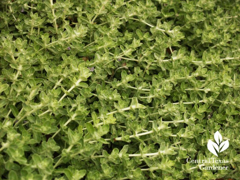 Tillery Street Plant Company Plant List Central Texas