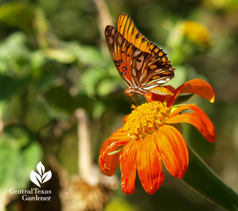 Tithonia (Mexican sunflower) with Gulf Fritillary butterfly 