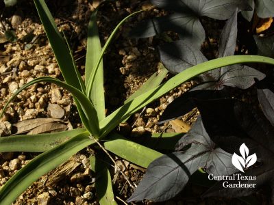 Squid agave with 'Blackie' sweet potato vine