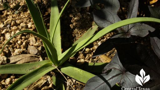 Squid agave with 'Blackie' sweet potato vine