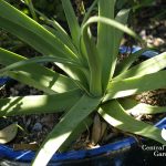 Squid agave, Agave bracteosa