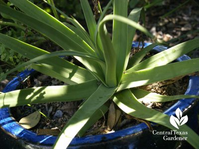 Squid agave, Agave bracteosa