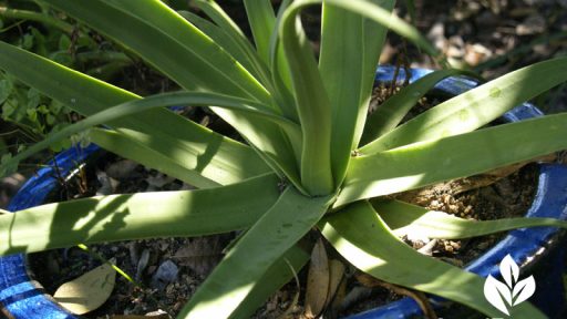 Squid agave, Agave bracteosa