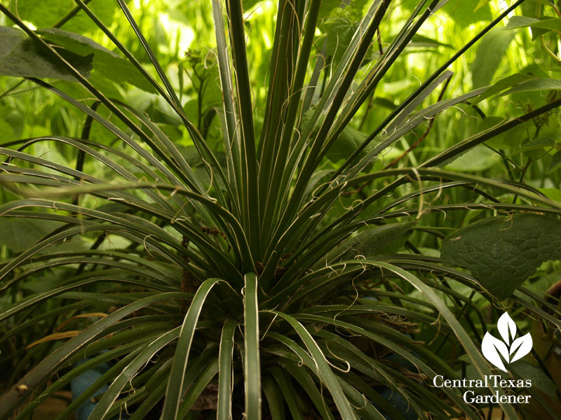 Agave gemniflora