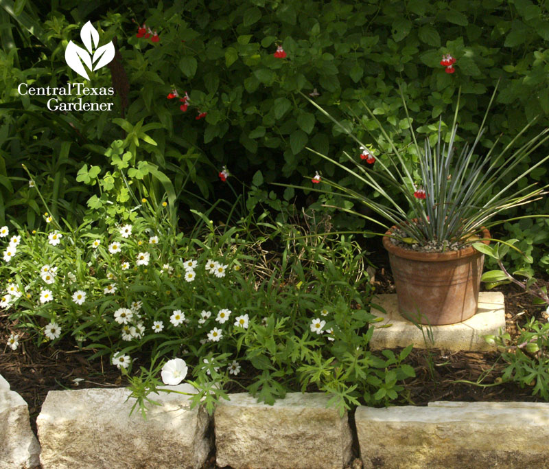 Agave striata, blackfoot daisy, 'Hotlips' salvia 