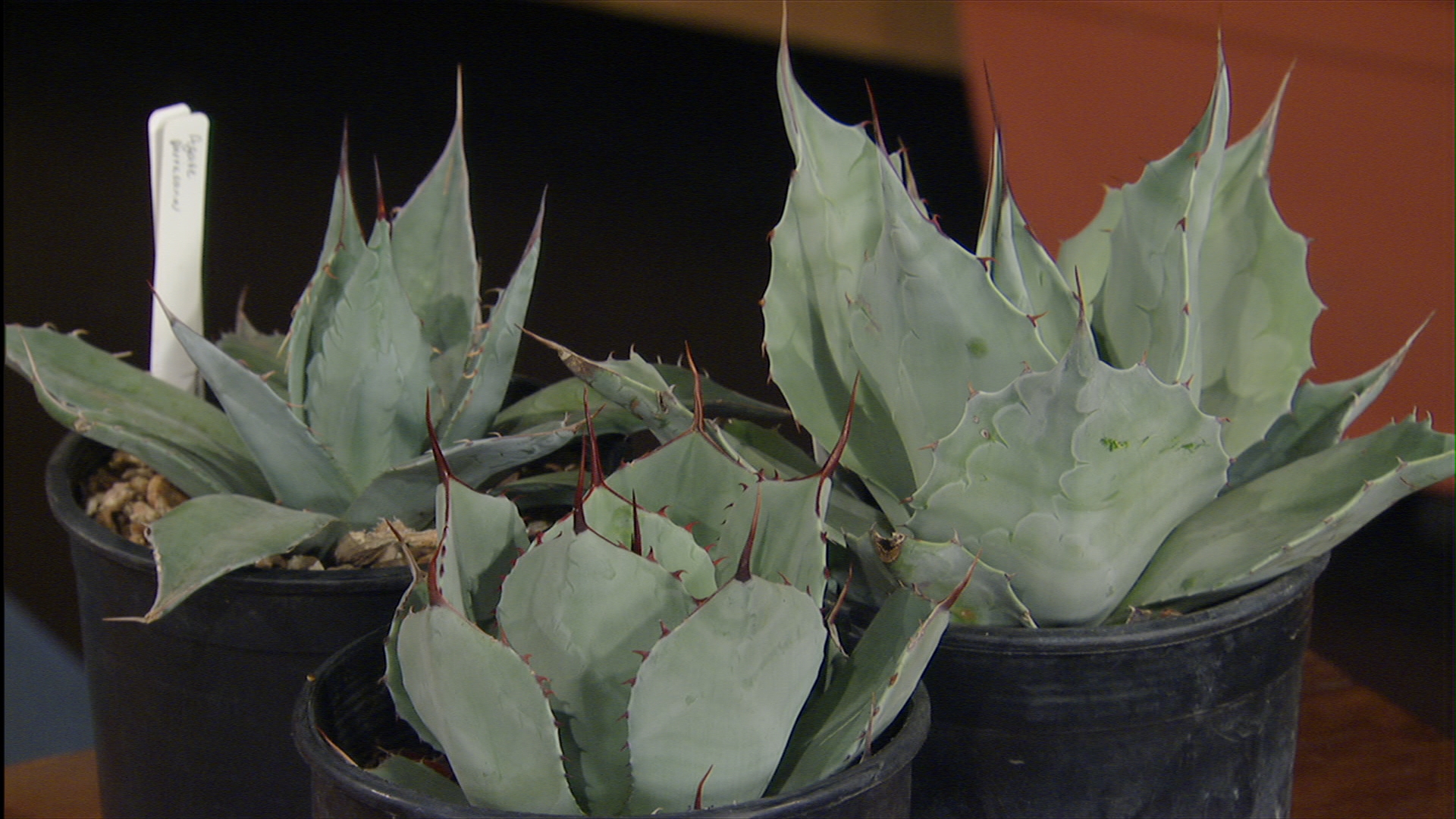 silver agaves, Central Texas Gardener