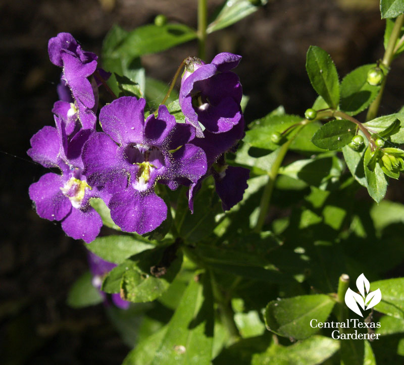 Angelonia 