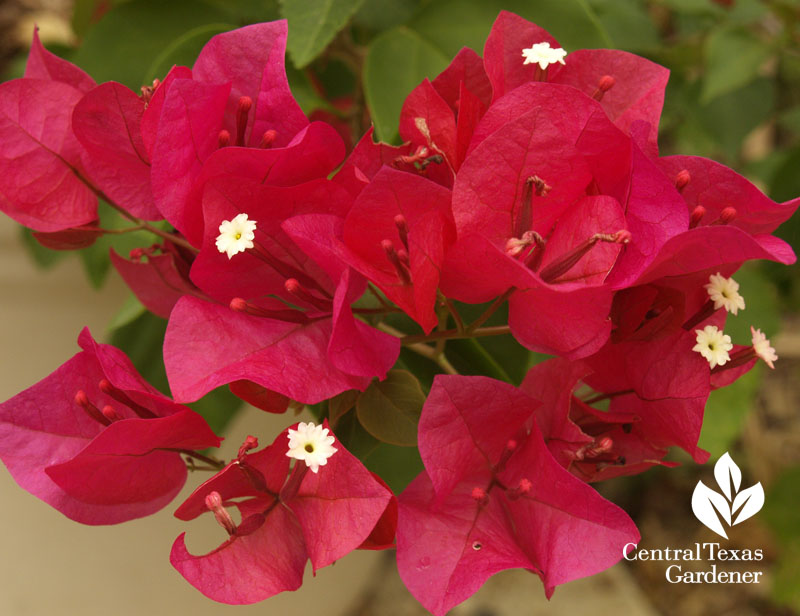 bougainvillea 