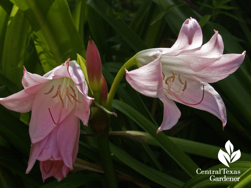 Pink crinum lovely