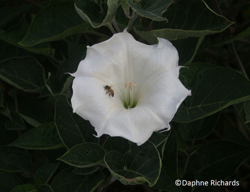 Datura (c) Daphne Richards Datura (c) Daphne Richards
