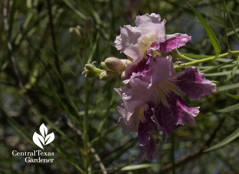 Desert willow flower Austin Texas