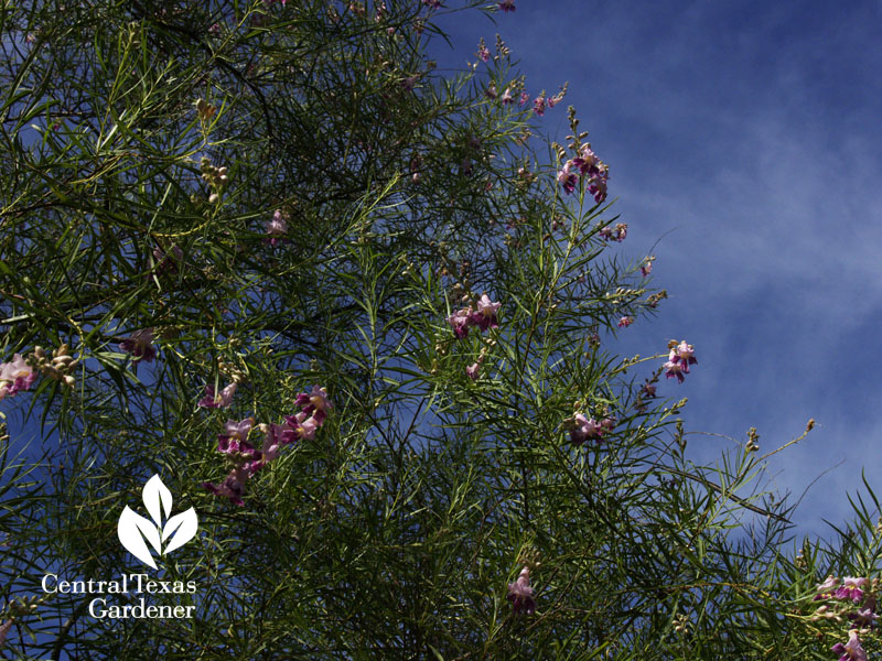 Desert willow Austin Texas