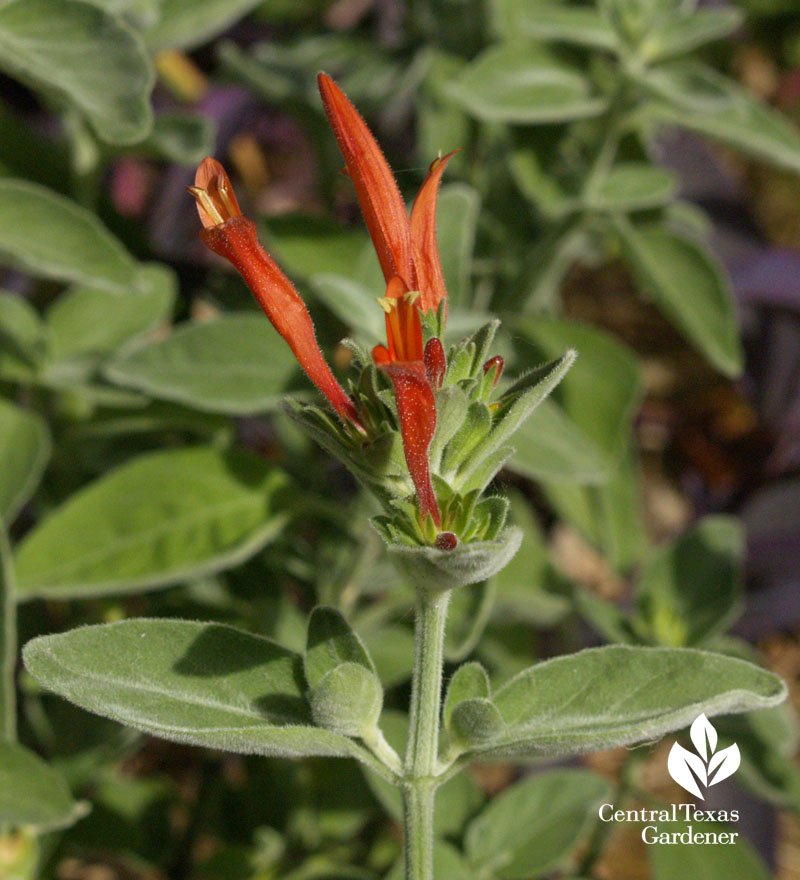 Dicliptera suberecta hummingbird bush, firecracker plant 