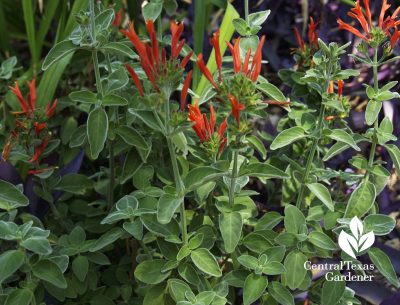 Dicliptera suberecta hummingbird plant