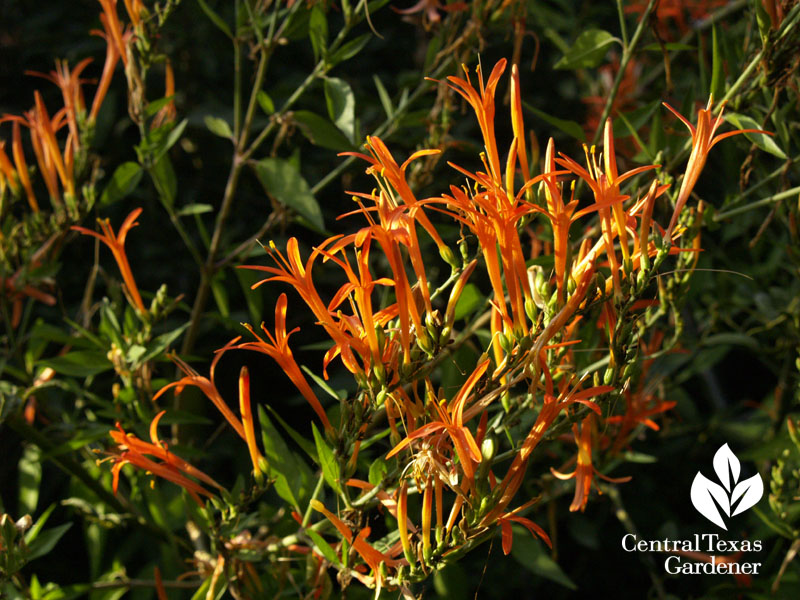 Flame acanthus Flame acanthus