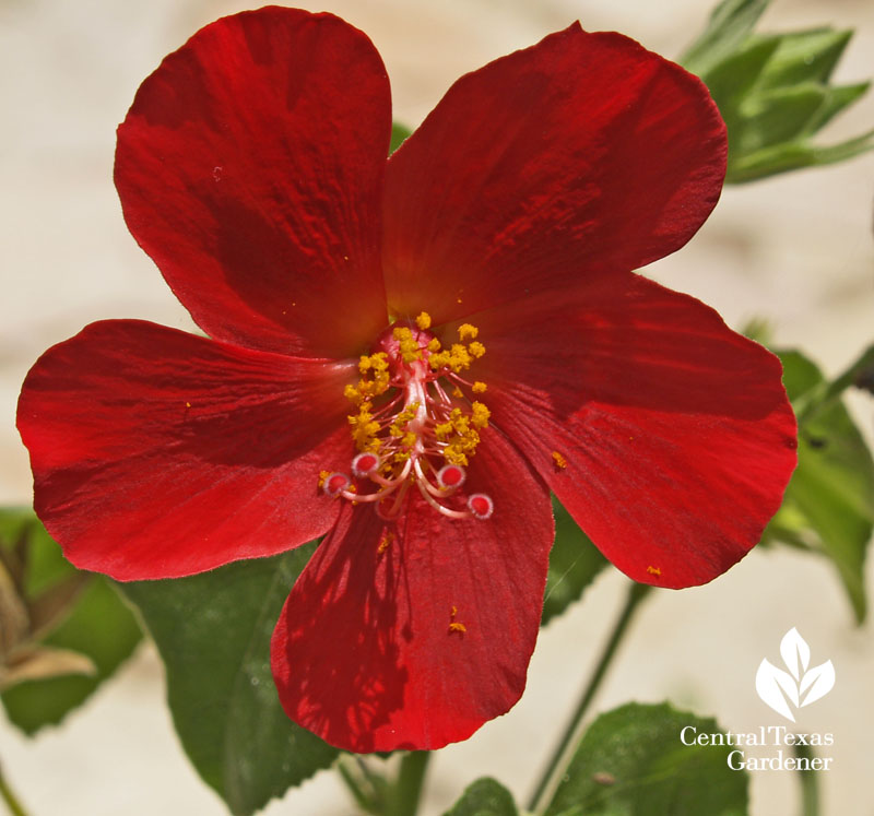 Hibiscus martianus Hibiscus martianus