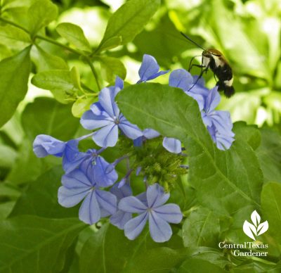 Snowberry clearwing moth on blue plumbago