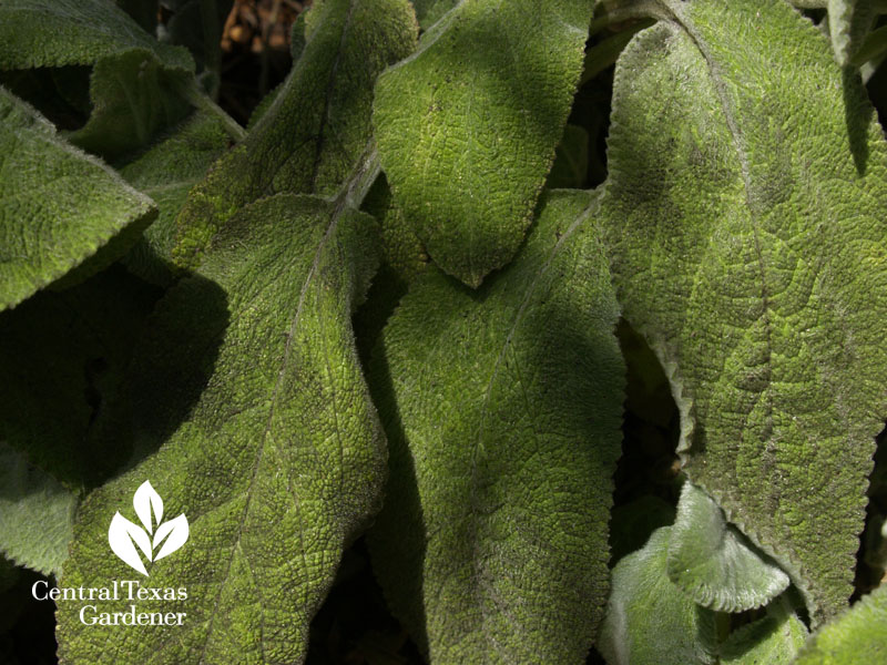 Lamb's ears sooty mold