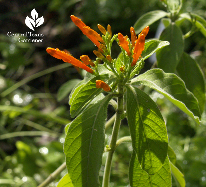 Mexican honeysuckle