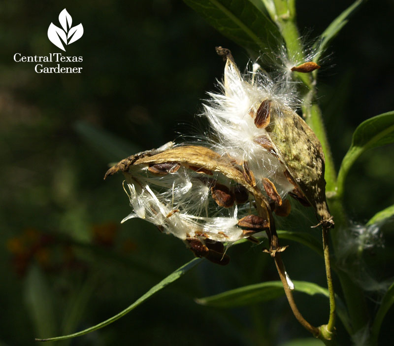Milkweed seed floss Milkweed seed floss