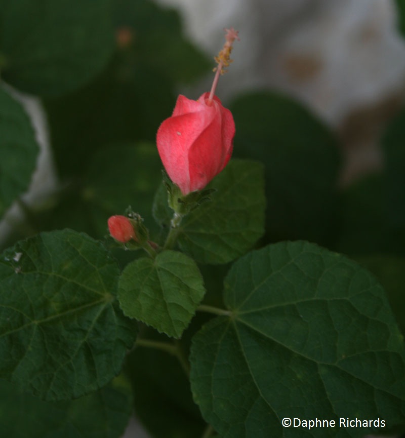 Pam's Pink turk's cap (c) Daphne Richards