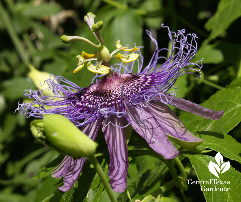 Purple passion vine