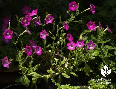 Old-fashioned pink petunias