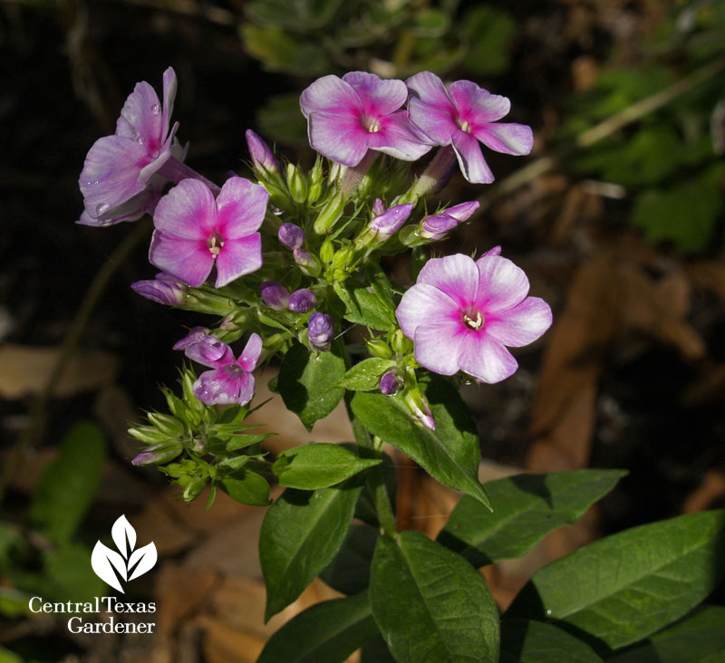 Phlox paniculata 'John Fanick'