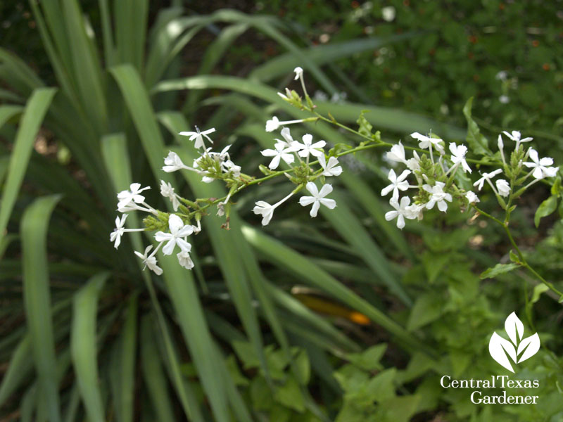 Plumbago scandens with soft leaf yucca 