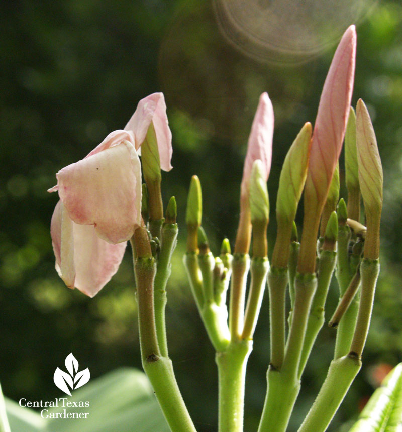 Plumeria buds