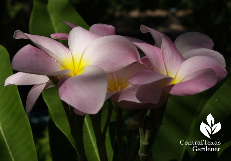 Pink plumeria 