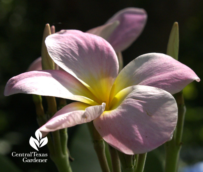 pink plumeria