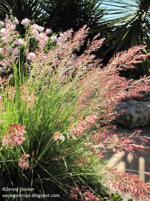 Ruby crystals grass (c) Jenny Stocker