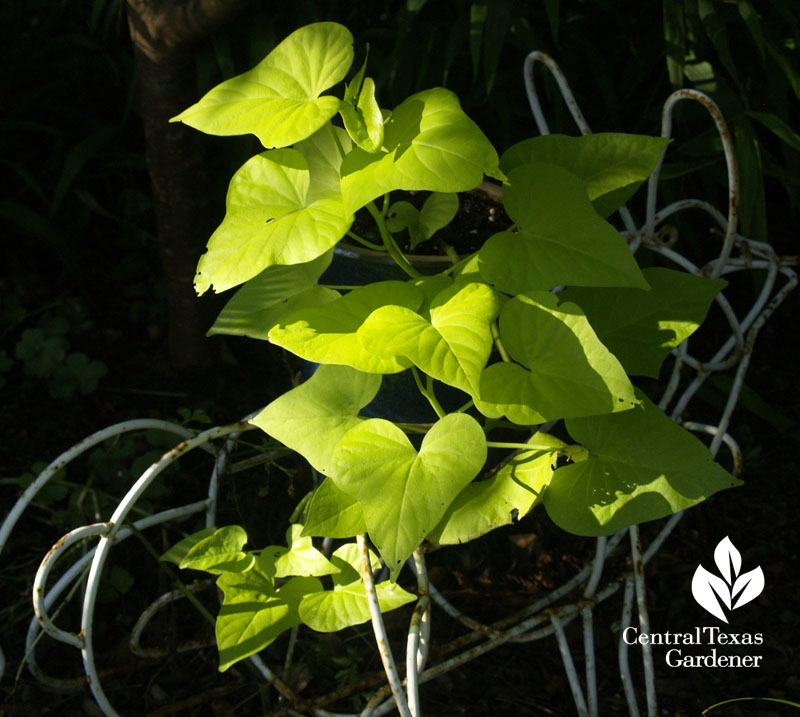 Sweet potato vine on bunny sculpture