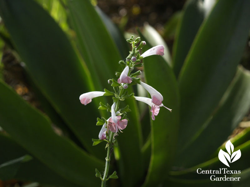 Salvia coccinea with Agave celsii