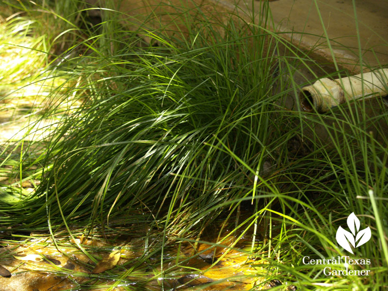 sedge, carex texensis at AC condensation pipe