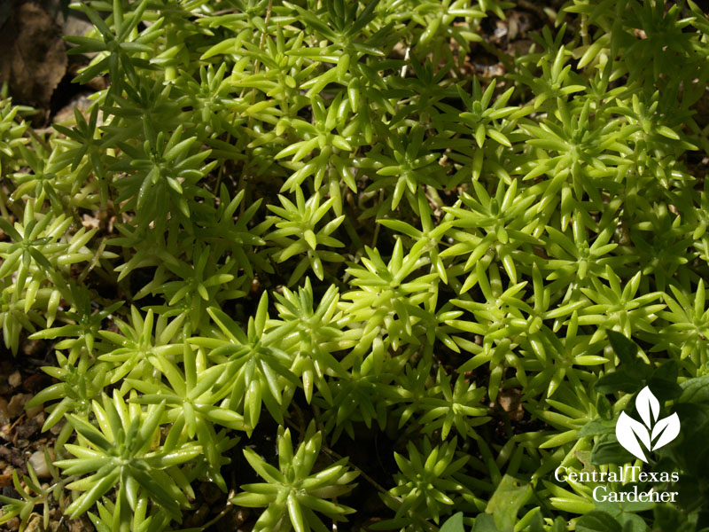 Sedum mexicana sun scald