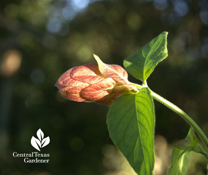 Shrimp plant 